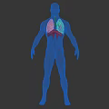 3D Transparent Human Body Model Back View Showing Red Lung Structure In Thoracic Cavity