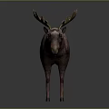 Reindeer With Large Antlers And Brown Body Standing On Grey Background