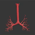 Human Cerebral Blood Vessels 3D Anatomical Model Showing Red Network Structure 3d model