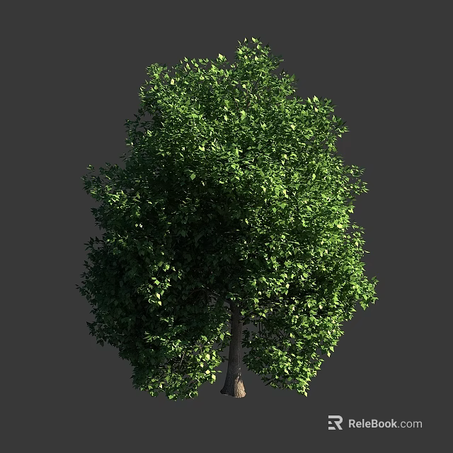 Arbor With Lush Green Foliage And Sturdy Brown Trunk In Clear View 3d model 