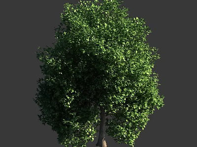 Arbor With Lush Green Foliage And Sturdy Brown Trunk In Clear View 3d model