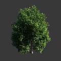Arbor With Lush Green Foliage And Sturdy Brown Trunk In Clear View