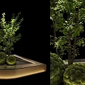 Elegant Bonsai Potted Plants With Decorative Green Foliage And Illuminated Base Platform