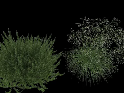 Lush Green Herb And Grass Plants With Diverse Leafy Foliage And Clumping Growth Habit 3d model