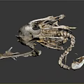 Detailed Golden Ostrich Skeleton Showing Skeletal Organs And Anatomical Features On Gray Background