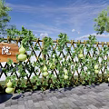 Lush Gourd Vine Covered Trellis Fence In Courtyard With Wooden Chairs And Table