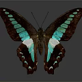 Brown Butterfly With Turquoise Green Spots And White Wing Areas On Gray Background With Reflection