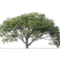Tall Arbor With Green Foliage Wide Canopy And Person Standing Nearby On Ground