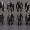 Multiple Reptile Specimens Displaying Various Standing Poses On Gray Reflective Ground