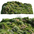 Green Grassland with Lush Plants Purple Small Flowers and Various Herb Species