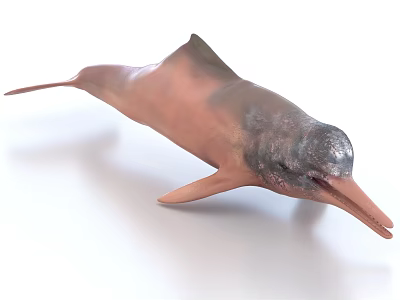 Aquatic Animal With Long Snout Streamlined Body And Pink Gray Coloration 3d model