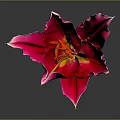 Pink Lily Flower With White Edged Petals And Yellow Stamens On Dark Background With Reflection