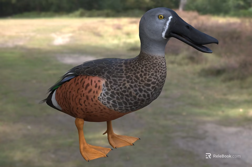 Aquatic Animal Duck Featuring Grey Head Black Beak Brown Spotted Feathers And Orange Feet 3d model 