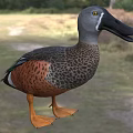 Aquatic Animal Duck Featuring Grey Head Black Beak Brown Spotted Feathers And Orange Feet