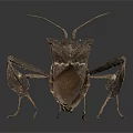 Brown Insect With Unique Body Structure Long Antennae And Six Legs On Dark Background
