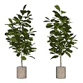 Two Lush Green Bonsai Potted Plants In White Concrete Planters