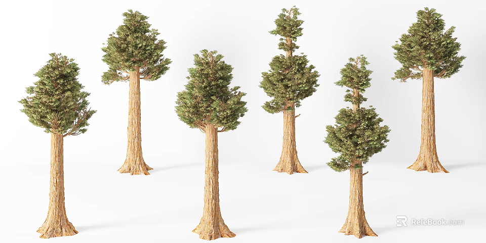 Tall Arbor Trees With Brown Trunks And Lush Green Foliage In Natural Growth 3d model 
