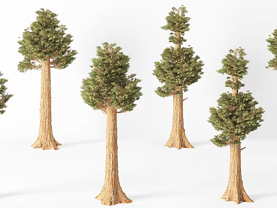 Tall Arbor Trees With Brown Trunks And Lush Green Foliage In Natural Growth 3d model