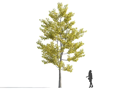 Large Canopy Arbor With Yellow Leaves And Upright Trunk By Person Silhouette 3d model