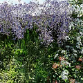Vertical Garden with Lush Green Plants Purple White Flowers and Decorative Pebble Border