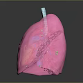 Detailed 3D Human Lung Anatomical Model Medical Device For Respiratory System Education And Training