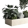 Decorative Bonsai Plant Display With Other Greenery And Stones In Light Colored Rectangular Pot