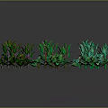 Various Green Plants With Different Leaf Shapes And Color Tones Arranged On Dark Background