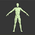Green Human Limbs Model With Detailed Muscle Structure In Extended Pose 3d model