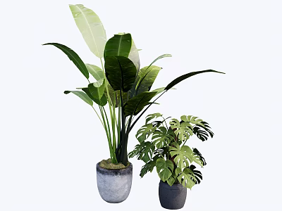 Indoor Potted Green Plants with Large Leaves and Monstera in Ceramic Pots 3d model
