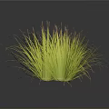 Green Grass Plants With Tall Feathery Leaves Three Clumps Against Dark Background With Reflective Surface