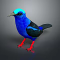 Vibrant Blue Bird With Blue Head Black Wings Tail And Red Legs On Gray Background