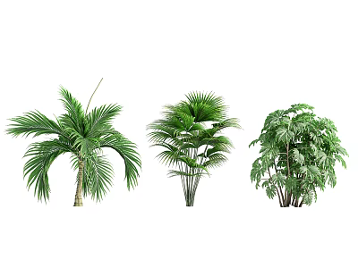 Different Types of Green Leafy Trees With Lush Foliage and Tropical Features 3d model