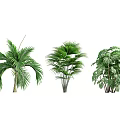 Different Types of Green Leafy Trees With Lush Foliage and Tropical Features