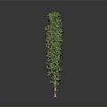 Tall Upright Green Arbor With Dense Foliage And Brown Trunk On Gray Background