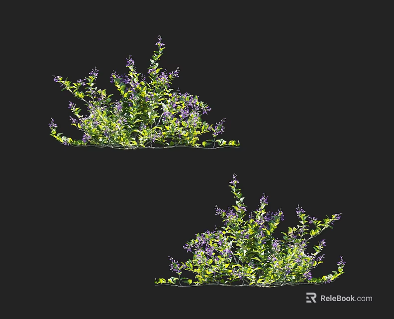 Two Types Of Ornamental Garden Shrubs With Green Foliage And Purple Blooms 3d model 