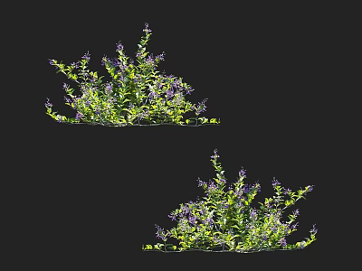 Two Types Of Ornamental Garden Shrubs With Green Foliage And Purple Blooms 3d model