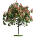 Tall Arbor With Green Leaves And Pink Flowers Standing On Green Grass