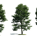 The Modern Tree 3d model