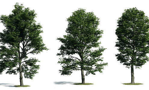 The Modern Tree 3d model