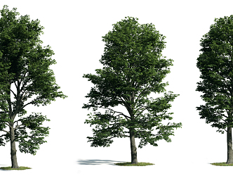 The Modern Tree 3d model