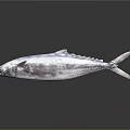 Whole Fresh Tuna Fish With Shiny Metallic Blue Skin On Reflective Surface