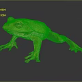 Vibrant Green And Yellow Frog Sitting On Reflective Black Surface With Pink Limbs