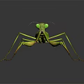 Vibrant Green Praying Mantis Flying Insect with Large Front Legs and Reflective Body Surface