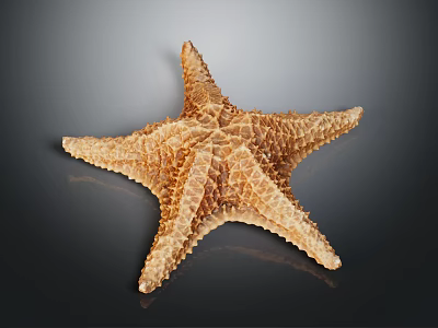 Close Up View Of Brown Starfish With Detailed Textured Surface On Dark Background 3d model