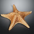 Close Up View Of Brown Starfish With Detailed Textured Surface On Dark Background