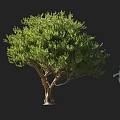Lush Green Shrub With Dense Foliage And Human Silhouette For Size Comparison 3d model
