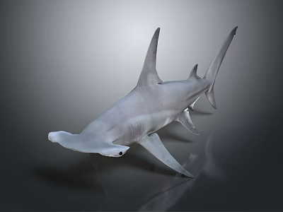 3D Rendered Realistic Hammerhead Shark With Unique Head Structure On Dark Reflective Surface 3d model