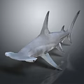 3D Rendered Realistic Hammerhead Shark With Unique Head Structure On Dark Reflective Surface