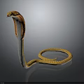 Yellow and brown patterned cobra with raised head and coiled body on black background
