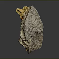 Natural Honeycomb Coral Fossil With Intricate Textured Surface On Dark Background